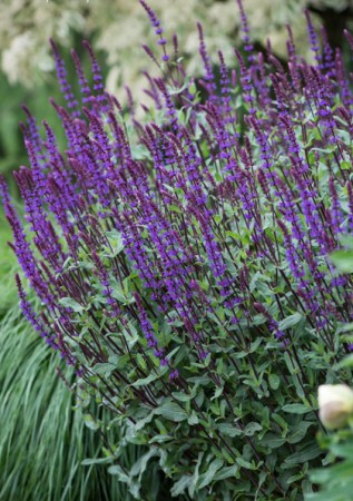 SALVIA nemorosa Caradonna